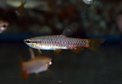 Pyrrhulina Brevis M