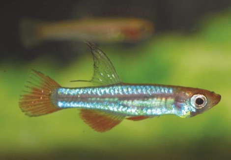 Aplocheilichthys Brichardi M