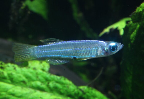 Poropanchax Stigmatopygus M