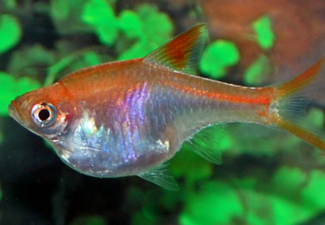 Rasbora Heteromorpha Gold M