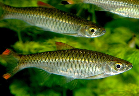 Rasbora Caudimaculata L