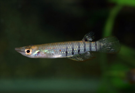 Aplocheilus Lineatus L
