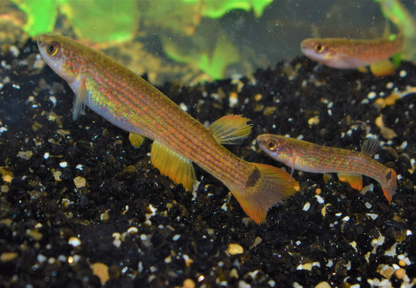 Anablepsoides Rectocaudatus  M