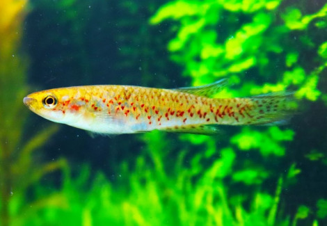 Scriptaphyosemion Guignardi M