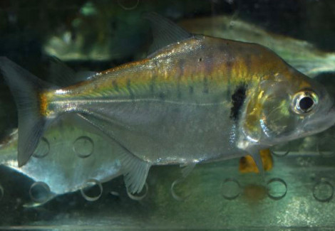 Serrasalmus Manueli L