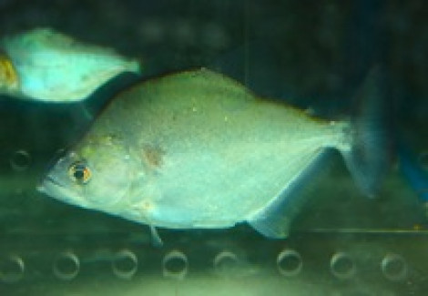 Serrasalmus Geryi L