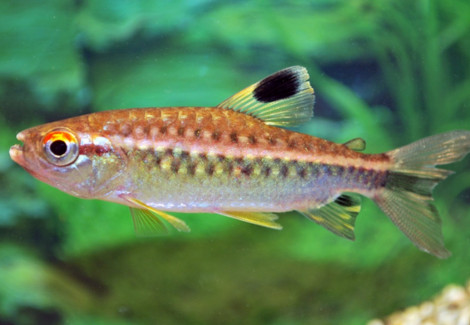 Arnoldichthys Spilopterus L