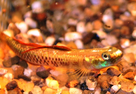 Stiphodon Rutilaureus Xl
