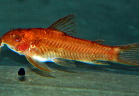 Aspidoras Sp. C125 Red M