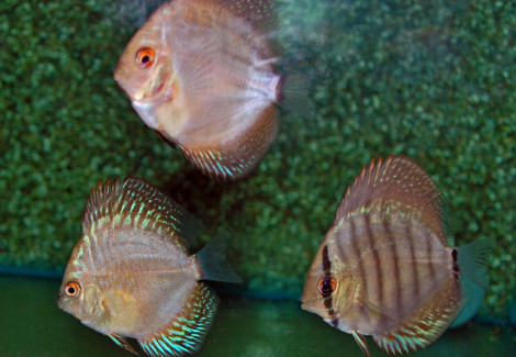 S. Aequifasciatus Mix  M/L