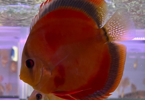 S. Aequifasciatus Red Cover S