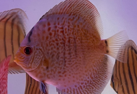 S. Aequifasciatus Eruption M
