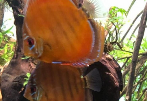 S. Aequifasciatus Curipera M/L
