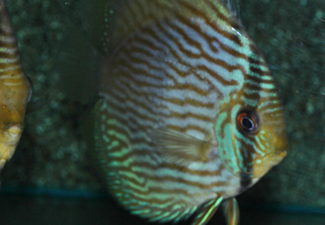 S. Discus Rio Negro Blue Face M/L