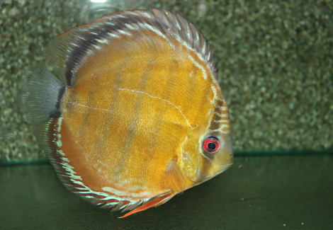 S. Aequifasciatus Nova Olinda L