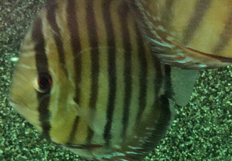 S. Aequifasciatus Nova Olinda Xl