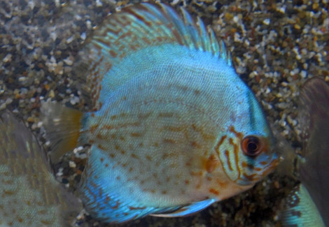 Discus Reflection D S/M