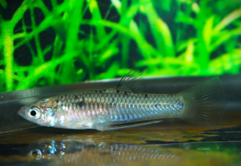 Poeciliopsis Gracilis M