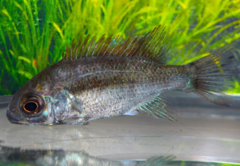 Ptychochromis Insolitus S/M