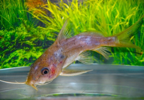 Synodontis Nigrita M