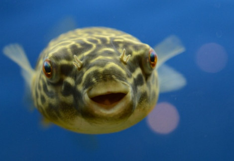 Tetraodon Mbu S (4-5Cm)