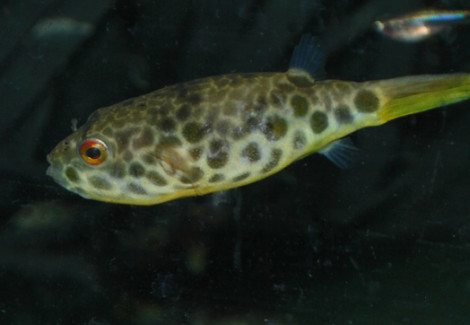 Tetraodon Schoutedeni Xl