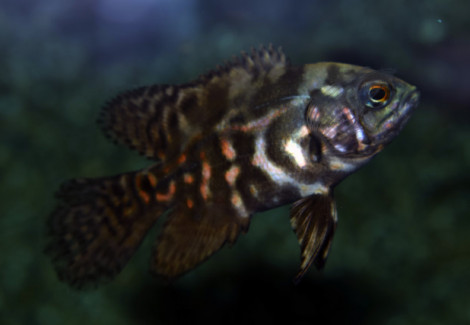 Astronotus Ocellatus Mix  S