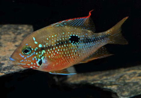 Thorichthys Maculipinnis S