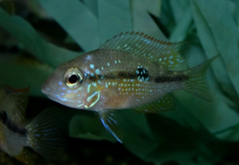 Thorichthys Ellioti M