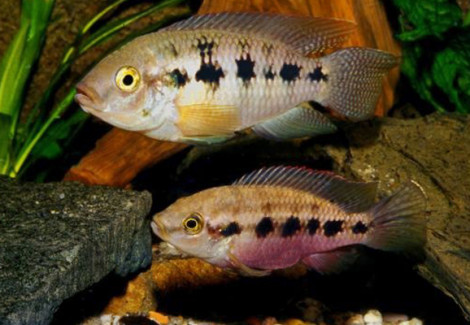 Thysochromis Ansorgii S