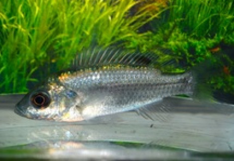 Sarotherodon Linelli M