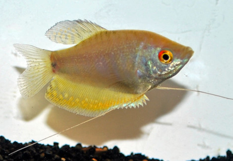 Trichopodus Trichopterus Opal L