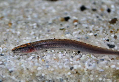 Vaillantella Maassi M