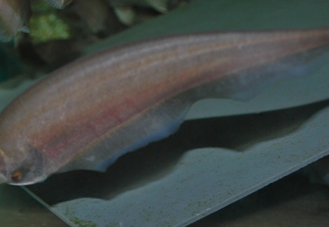 Xenomystus Nigri M/L