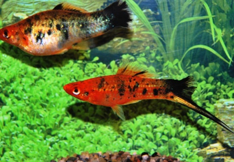 Xipho  Helleri Berlin Koi S/M
