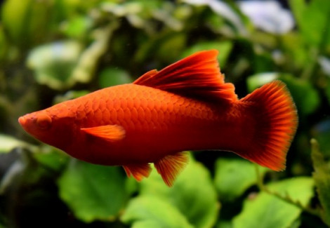 Xipho. Helleri X Maculatus Red Xl