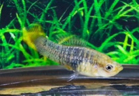 Xiphophorus Evelynae M