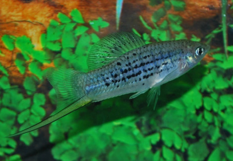 Xiphophorus Nezahualcoyotl S/M