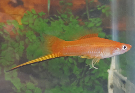 Xiph. Helleri Orange M