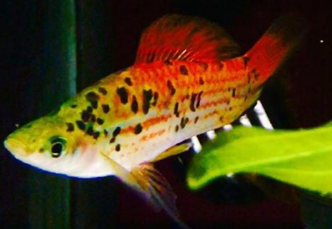Xipho. Helleri Guentheri Red M