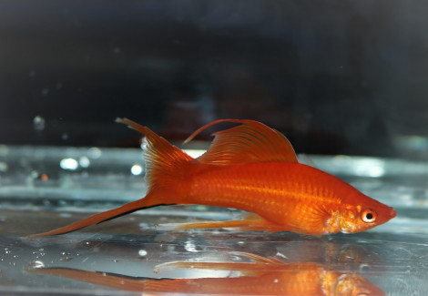 Xiph. Helleri Highfin Red M