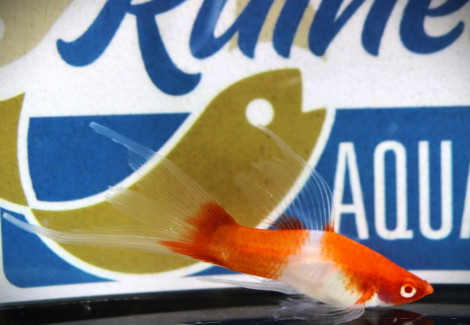 Xiph. Helleri Koi Longfin M