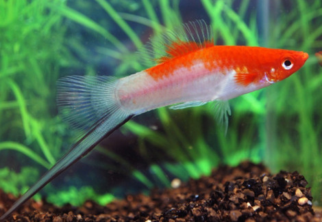 Xipho. Helleri Koi M/L
