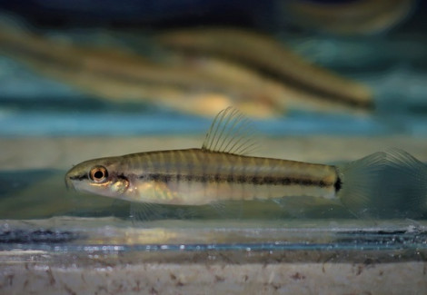 Yunnanilus Pulcherrimus M