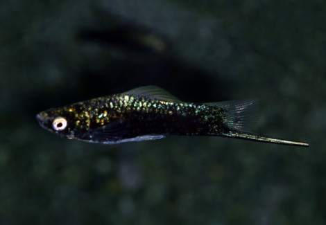 Xipho. Helleri Black L
