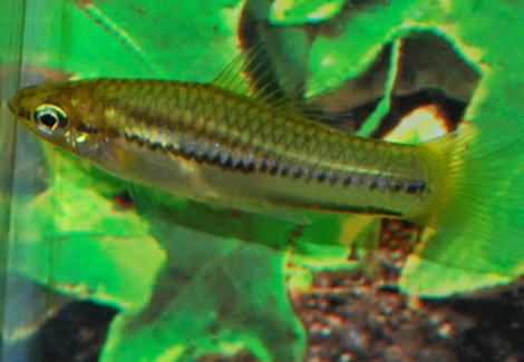 Xiphophorus Pygmaeus S/M