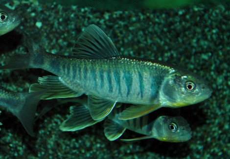 Opsariichthys Platypus Xl