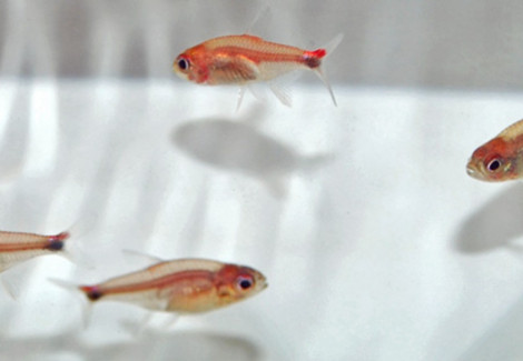 Axelrodia Riesei M