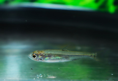 Opsariichthys Kaopingensis F1 S