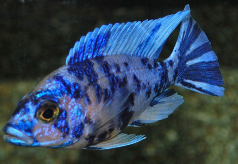 Aulonocara Sp. Marmelade Cat S